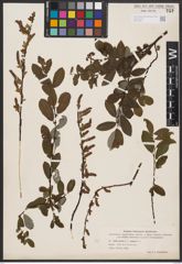 Salix aurita L. x Salix repens L.